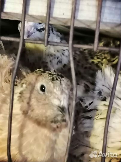 Яйца перепелиные инкубационное