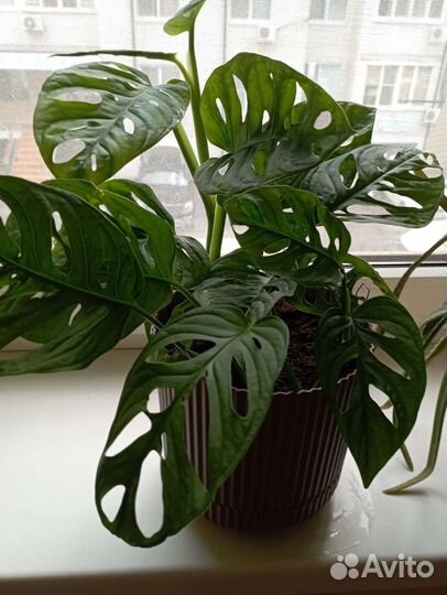 Монстера манки маск