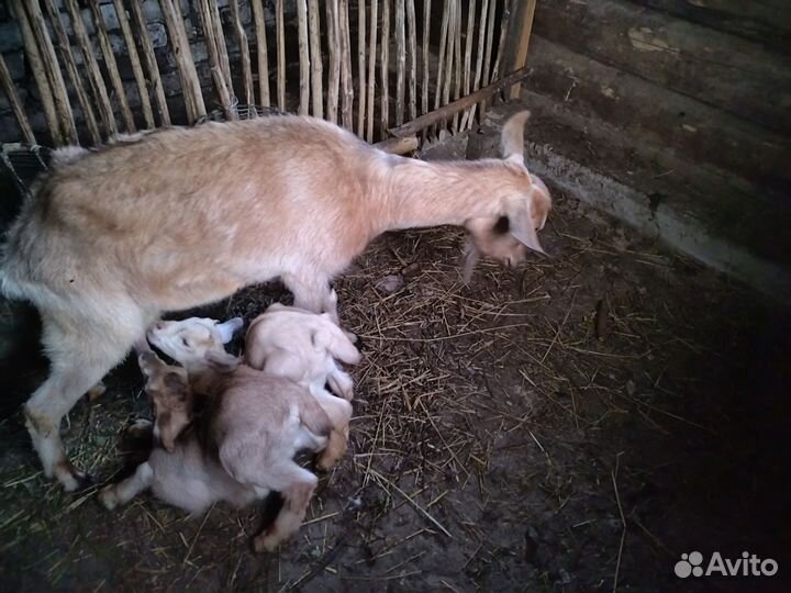 Коза с козлятами