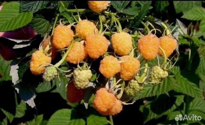 Малина Ремонтатный саженцы