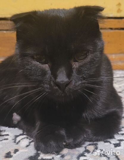 Кошка