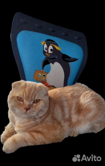 Вязка вислоухий котик