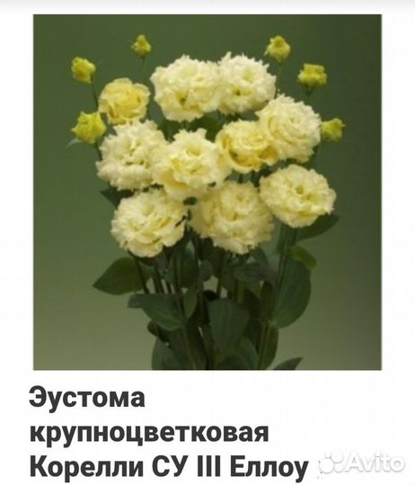 Эустома рассада