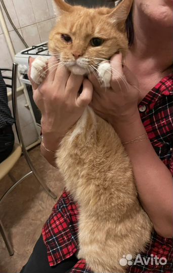 Помогите Кошечке