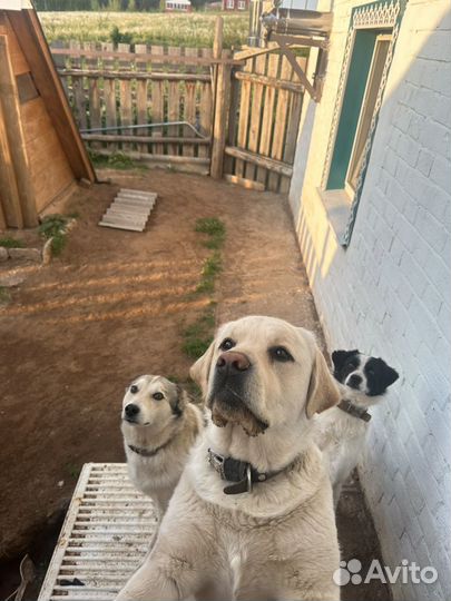 Вязка собак лабрадор