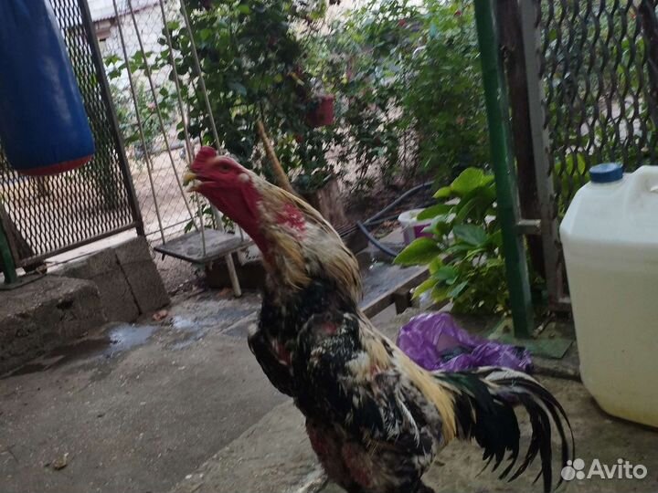 Бойцовые петухи