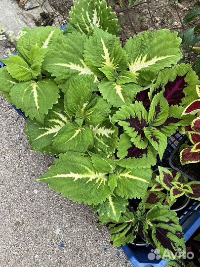 Растения для сада и дома