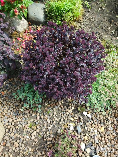 Садовые многолетники