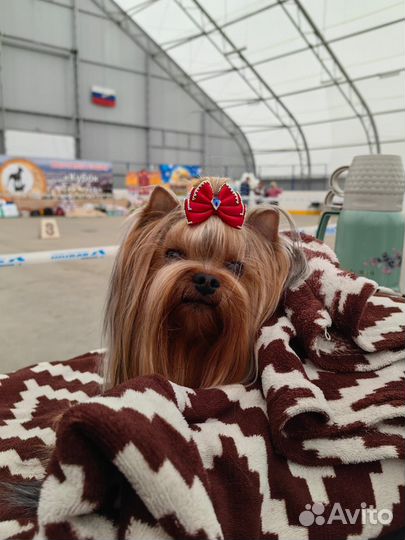 Йоркширский терьер