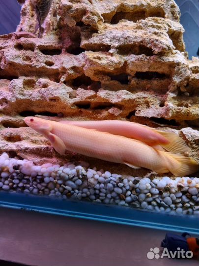 Аквариум с тумбой 400 литров