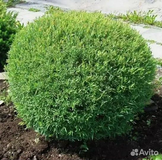 Ива шаровидная нана карликовая, зкс, в наличии10шт