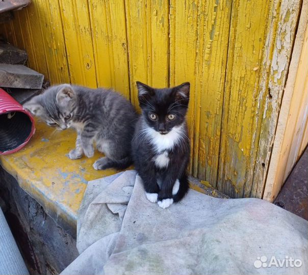 Котята брошены в садоводстве.Передержка или дом