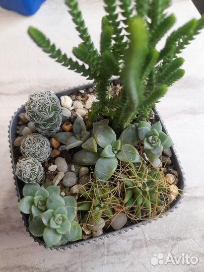 Наборы с суккулентами, кактусы