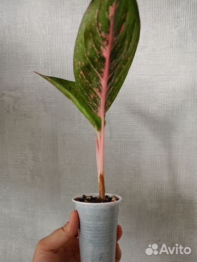 Аглаонема Чили ред