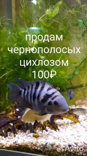 Продам аквариумных рыбок