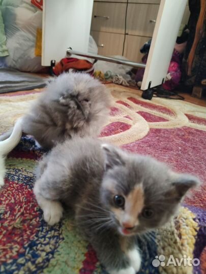 Отдам котят