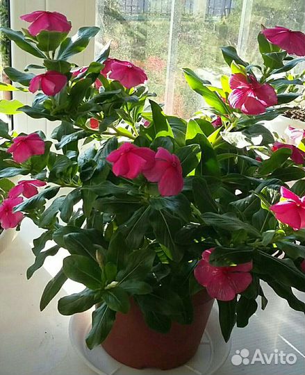 Катарантус рассада, семена