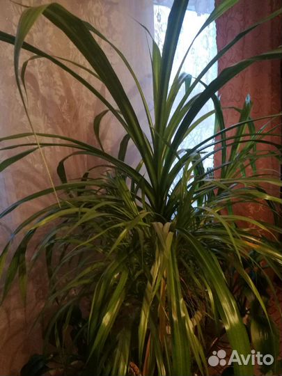 Пальма панданус