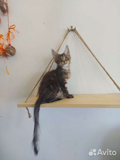 Котята мейн-кун