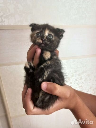 Кошка в дар