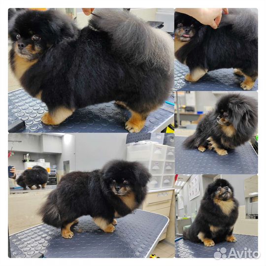 Груминг, стрижка кошек, стрижка собак, экс линька