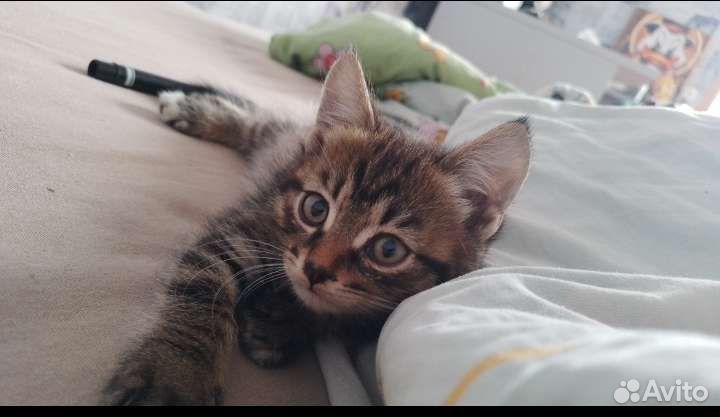 Кошка в дар