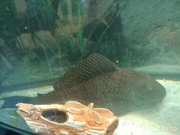 Сом парчевый