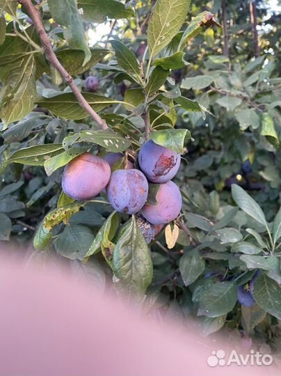 Саженцы сливы