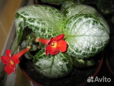 Эписции в Нижнем Новгороде