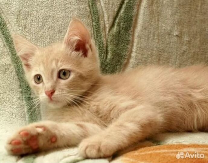 Котята в добрые руки бесплатно