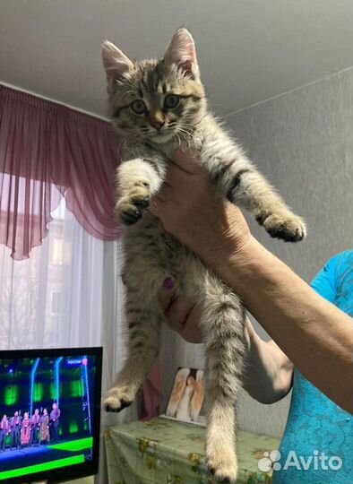 Сладкий котик ищет дом