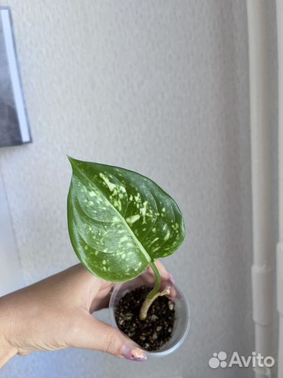 Аглонема диамант