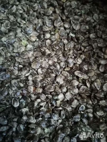 Жмых конопляный