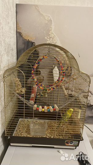 Волнистый попугай с клеткой