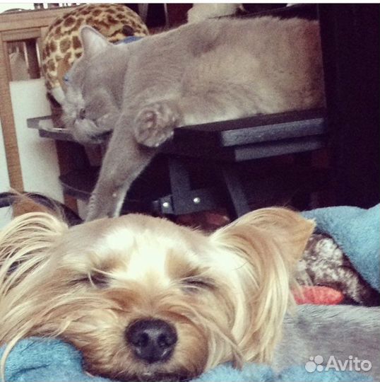 Зооняня/ котоняня/догсистер/зоокурорт Люкс