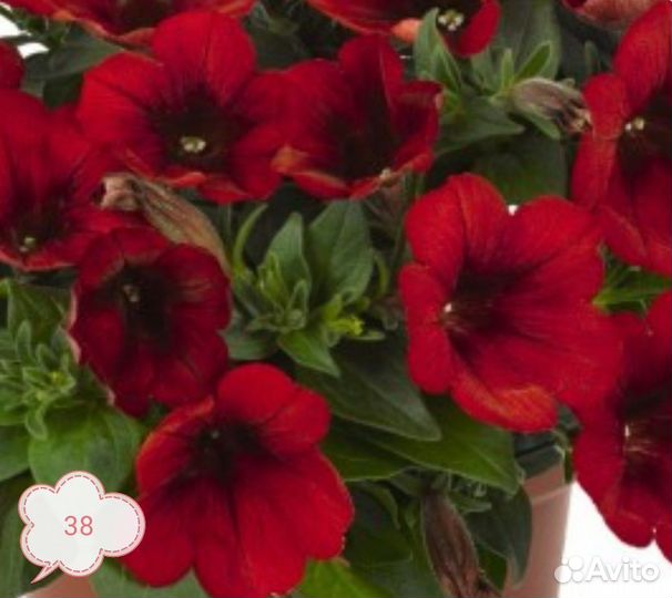 Черенки вегетативной петунии