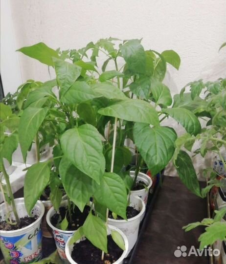 Рассада томатов, перцев