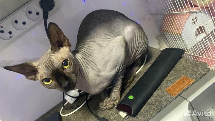 Канадский сфинкс котенок