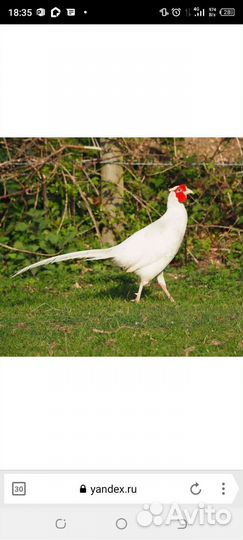 Фазан охотничий