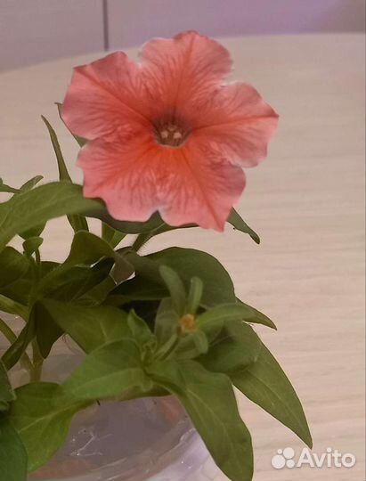 Петуния ампельная и каскадная