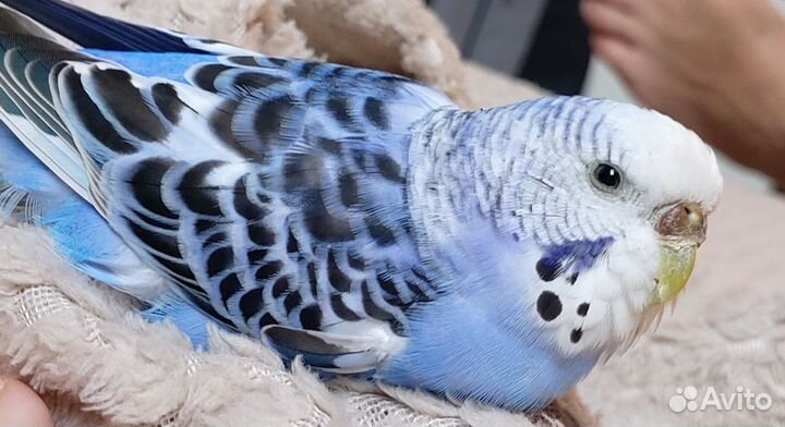 Улетел попугай