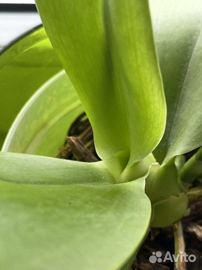 Орхидея фаленопсис Лиодоро