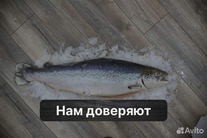 Форель свежая. Свежемороженая, вылов 4 раза в неде