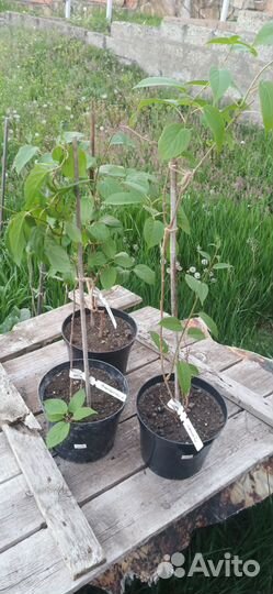 Продам 3 актинидии Ананасную+Джамбо+ Адам