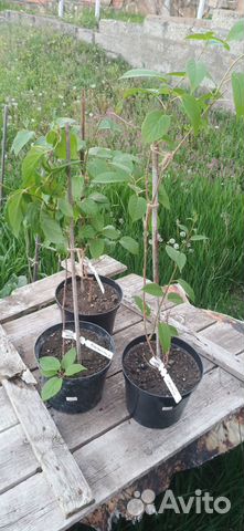 Продам 3 актинидии Ананасную+Джамбо+ Адам