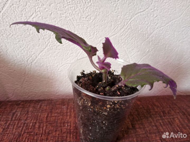 Комнатные растения