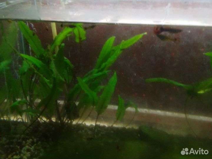 Продаю Моллинезий и мальков Гуппи