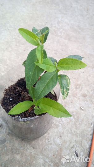 Дейция белая махровая, Керрия, Барбарис