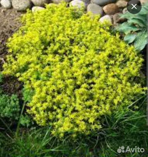 Почво покровное очиток