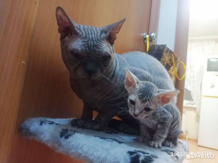 Сфинкс вязка